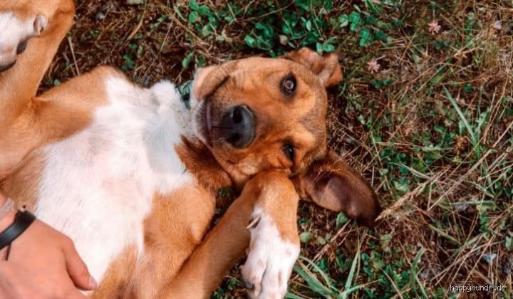 Warum legt sich mein Hund auf den Rücken, wenn ich mich ihm nähere? Die Wahrheit hinter dem Bauchzeigen
