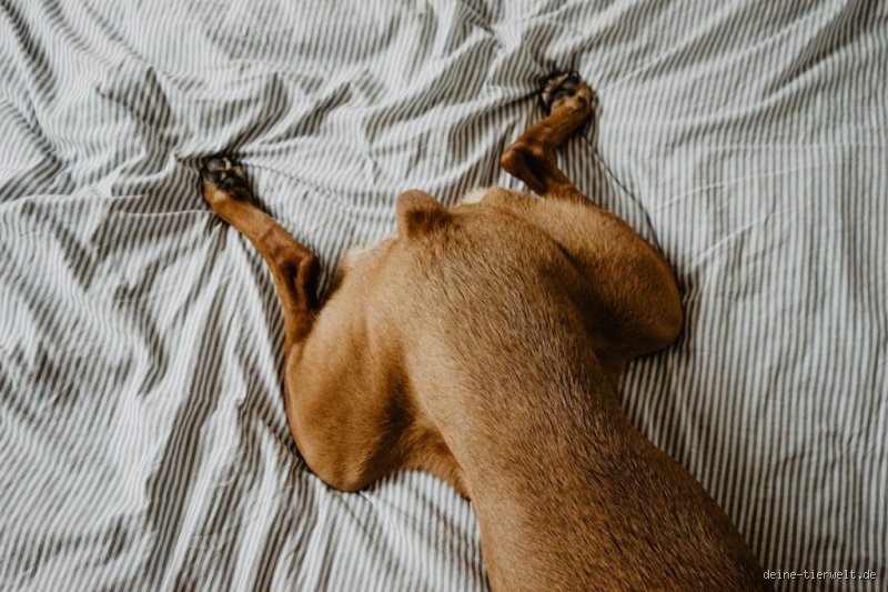 Warum liegen Hunde eigentlich auf dem Bauch?