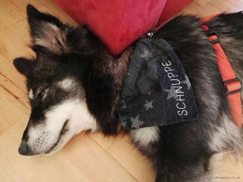 Warum tragen manche Hunde ein Halstuch?