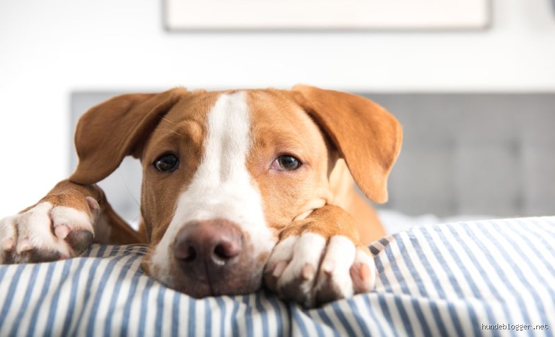 Was bedeuten die Geräusche meines Hundes wirklich?