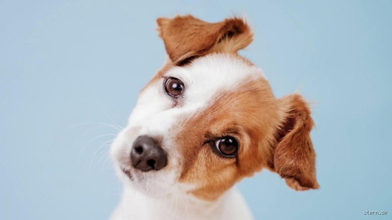 Was bedeutet es, wenn der Hund den Kopf neigt?
