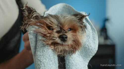 Was kann ich tun, damit mein Hund nicht mehr stinkt?