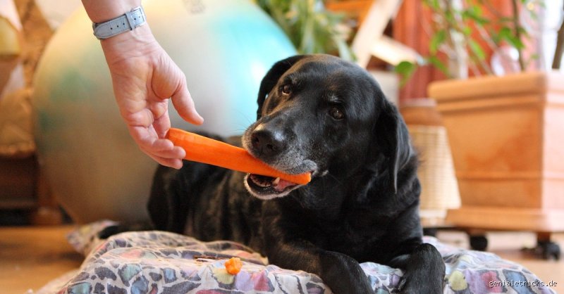 Was macht ein Hund am liebsten? – Ein Blick auf die wahren Freuden unserer Vierbeiner