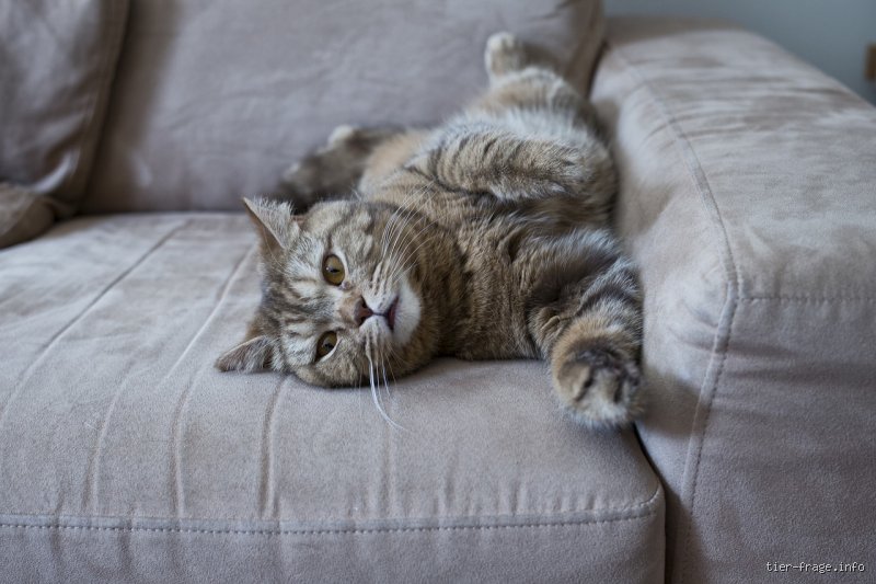 Was tun, wenn die Katze auf die Couch pinkelt?