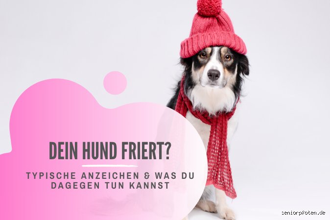 Wenn der Hund nachts friert: Meine ganz persönlichen Tipps für wohlige Wärme
