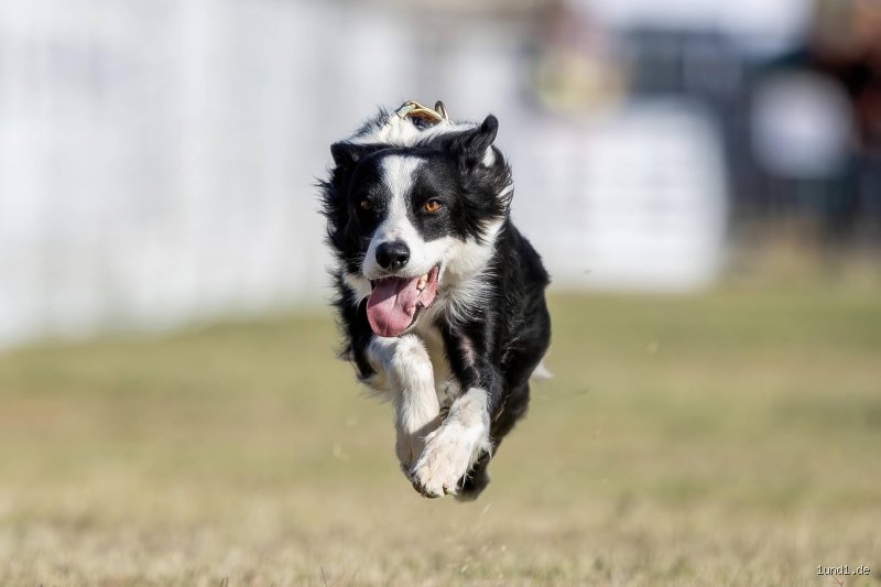 Welche Hunde brauchen am meisten Bewegung?
