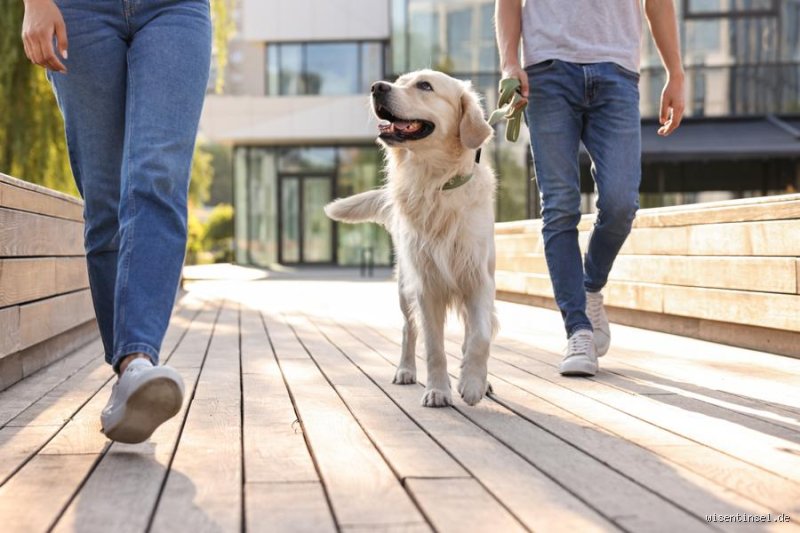 Welcher Hund ist der Knaller für Familien? Eine tierisch gute Frage!