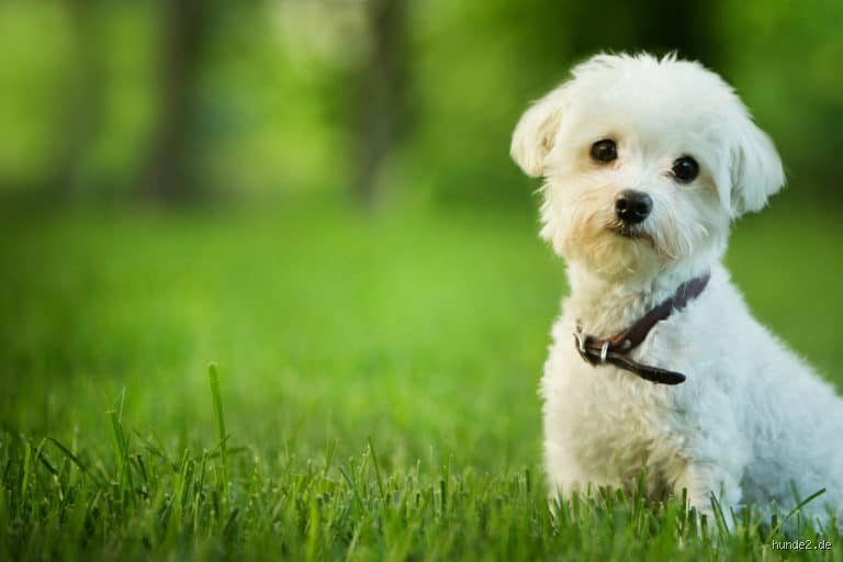 Welcher Hund ist wirklich ruhig und klein? Meine ehrliche Einschätzung für die Wohnung