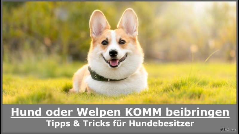 Wie bringt man seinem Hund das Kommando "Komm" bei?