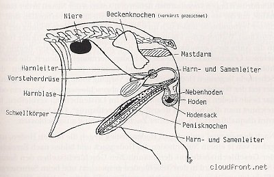 Wie erkennt man ob ein Rüde geschlechtsreif ist?