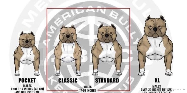 Wie groß wird ein XL Bully? Alles, was du wirklich wissen musst