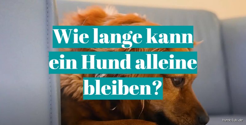 Wie lange kann ein Hund allein sein?