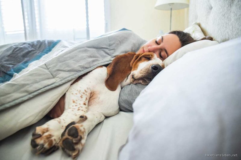 Wie oft Bettwäsche wechseln mit Hund?