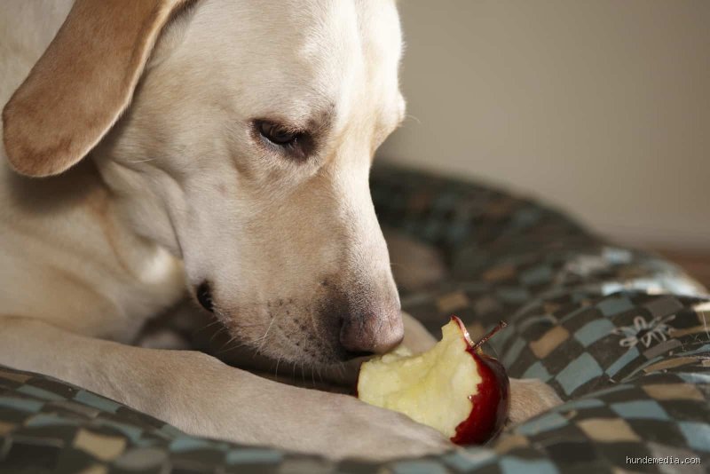 Wie oft darf ein Hund ein Apfel?