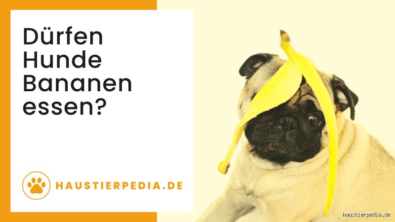 Wie oft darf ein Hund Bananen essen?