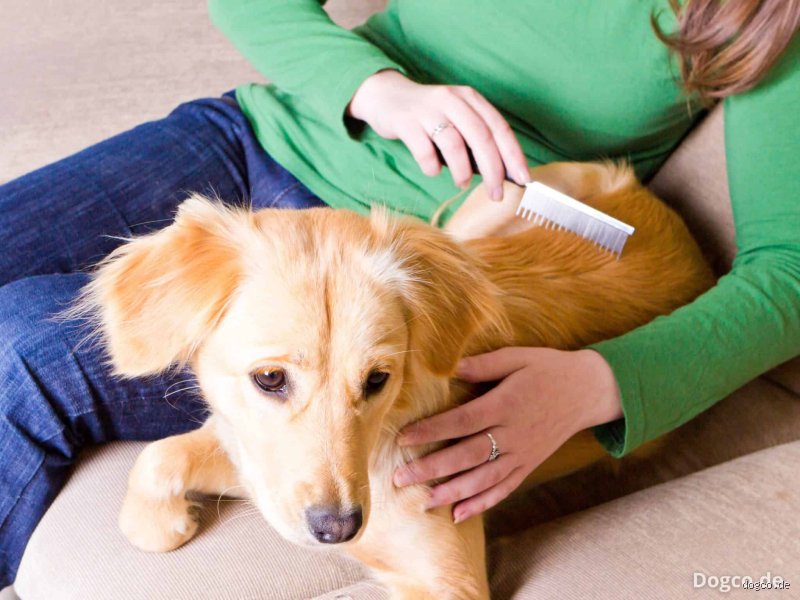 Wie oft sollte man einen Hund kämmen?