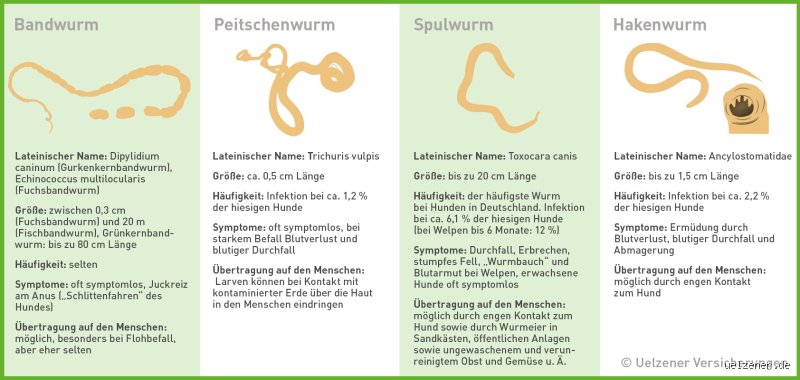 Was Sie Wirklich ber W rmer Im Stuhl Beim Hund Wissen M ssen Das was-sie-wirklich-ber-w-rmer-im-stuhl-beim-hund-wissen-m-ssen-das
