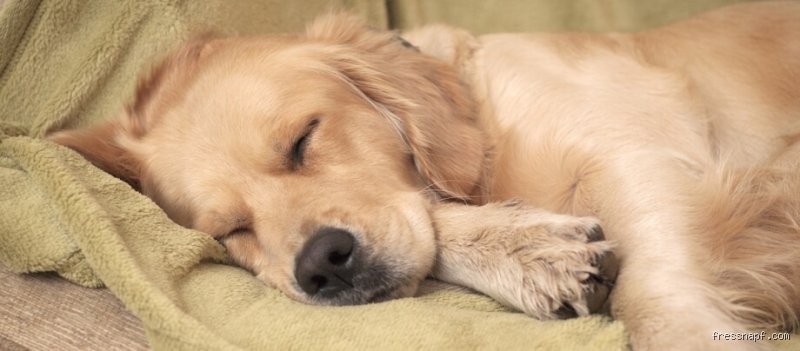 Wie soll ein Hund schlafen?
