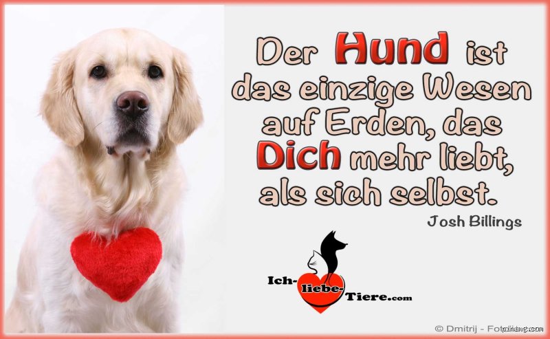 Wie spürt mein Hund, dass ich ihn liebe? Mehr als nur ein Leckerli