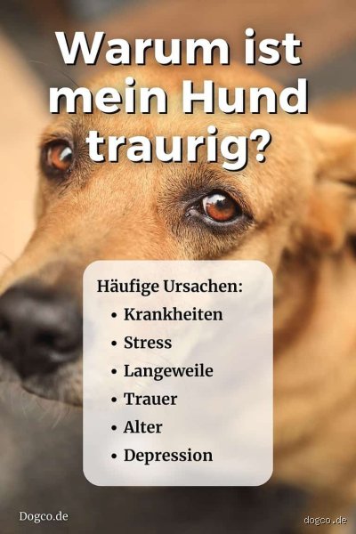 Wie verhält sich ein Hund wenn er traurig ist?