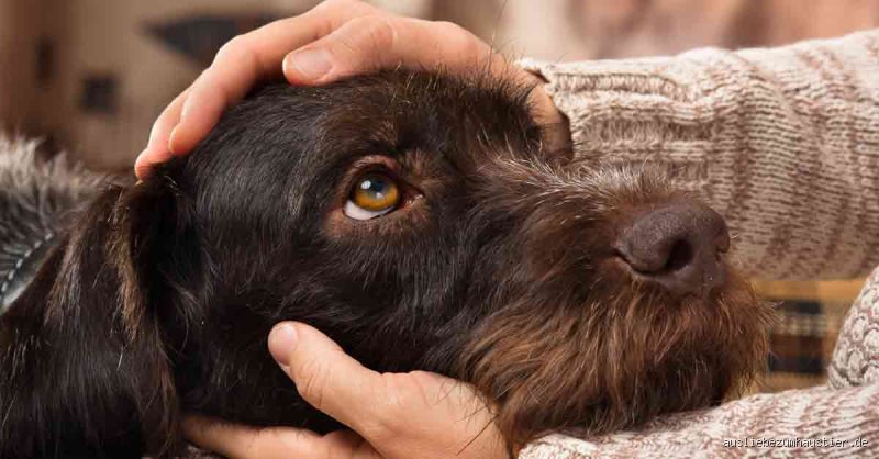 Wie zeigt man seinem Hund, dass man lieb hat?
