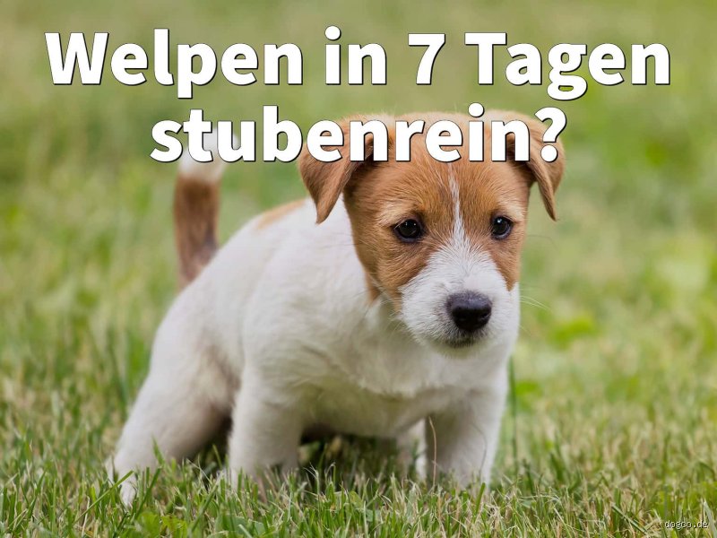 Wird ein Hund von alleine stubenrein?