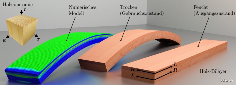 Welches Holz biegt sich wirklich nicht durch? Die harte Wahrheit über Stabilität und Tragfähigkeit