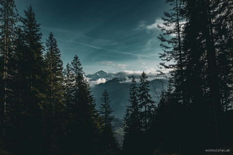 Welches Holz ist am günstigsten? Ein detaillierter Preisvergleich für Bau- und Möbelholz