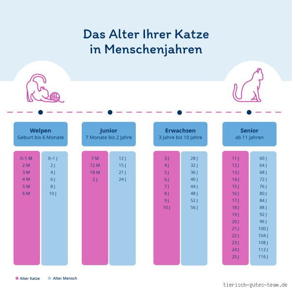 In welchem Alter sterben Katzen am häufigsten? Die unbequeme Wahrheit über die Lebenserwartung unserer Samtpfoten
