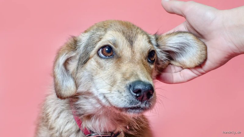 Können Hunde gut hören?