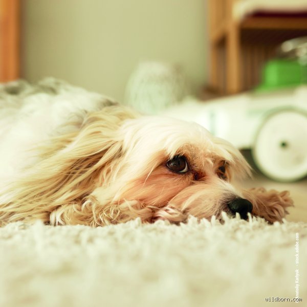 Wann ist es einem Hund langweilig?