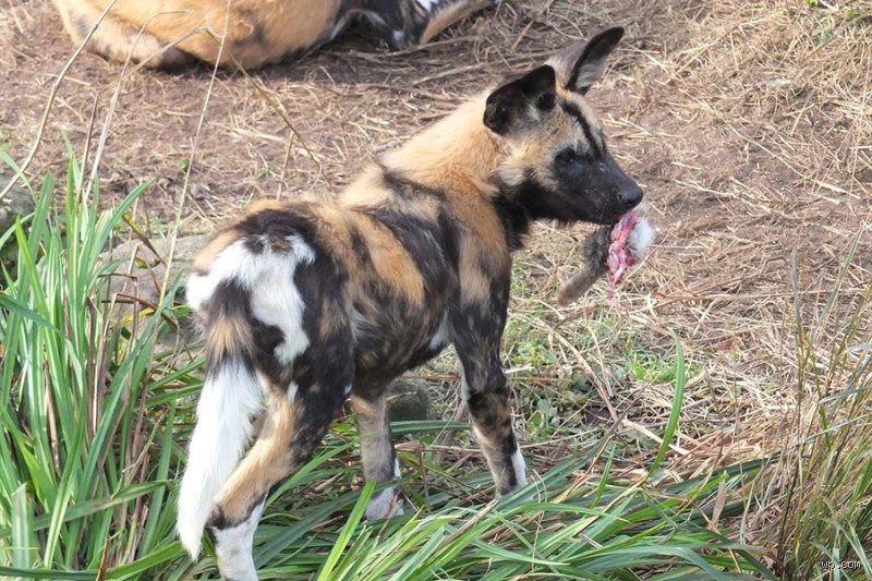 Warum essen Afrikaner Hunde?