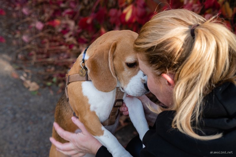 Warum mögen Hunde es gestreichelt zu werden? Die neurobiologische Antwort