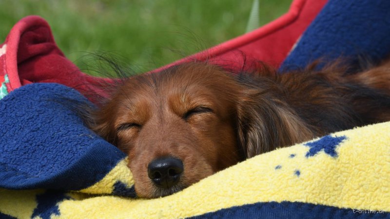 Warum soll man Hunde nicht wecken?