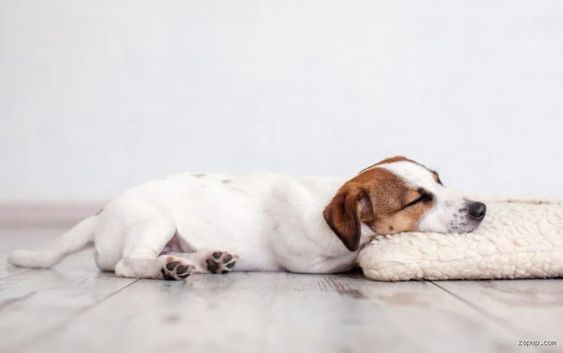 Warum wechseln Hunde nachts ihren Schlafplatz?