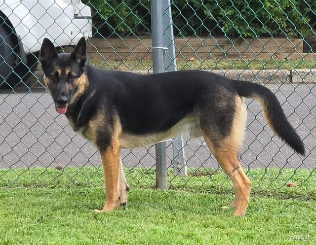 Was heißt GSD Hund eigentlich und warum diese Abkürzung heute mehr als nur eine Rassebezeichnung ist