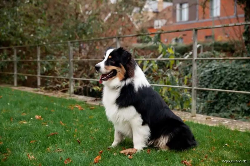 Die liebenswerteste Fellnase der Welt? Wir küren den freundlichsten Hund!