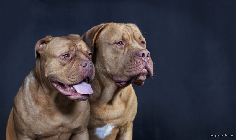 Welches sind die schwierigsten Hunde?