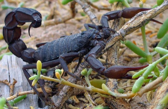 Wie alt werden Skorpione wirklich? Eine überraschende Spurensuche zwischen Wüstensand und Terrarienglas