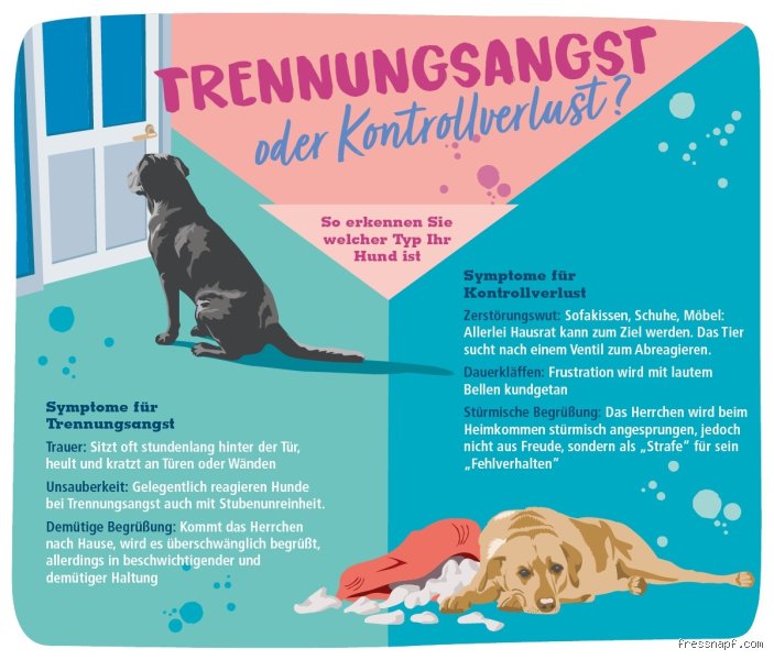 Wie lange Hund in Box alleine lassen? Die unbequeme Wahrheit über Zeiten, Gesetze und Risiken