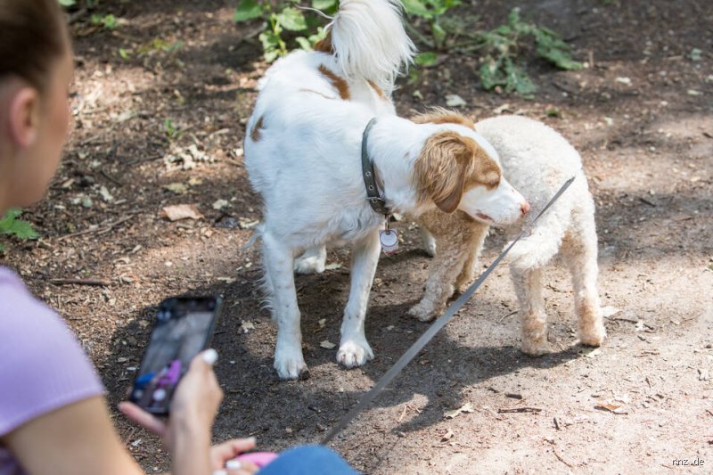 Wie mit dem Hund schimpfen?