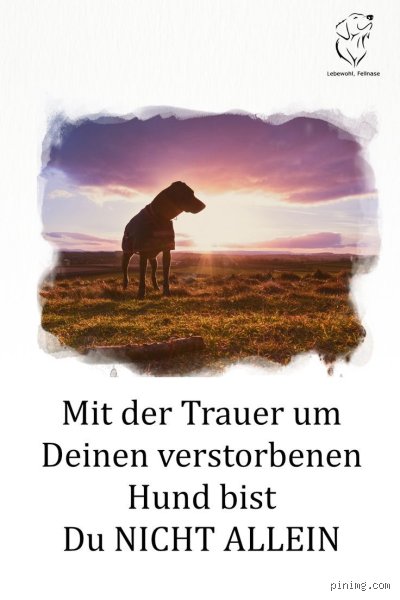Wie zeigen Hunde ihre Trauer?