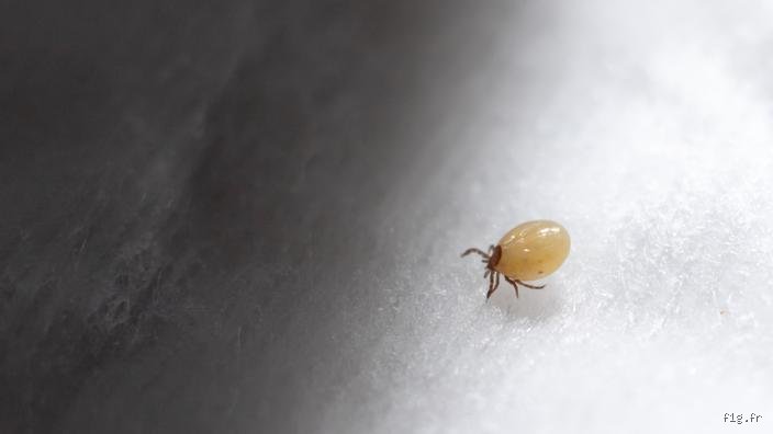 Est-ce que le Javel tue les acariens ? Ce que vous devez vraiment savoir (et pourquoi, selon moi)