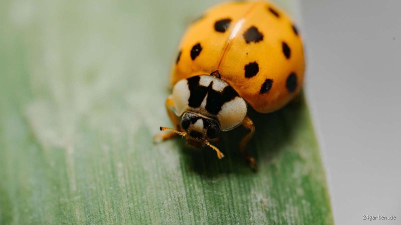 Ist der Asiatische Marienkäfer ein Schädling? Eine ehrliche Einschätzung