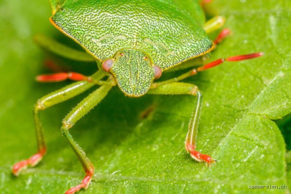Sind grüne Wanzen gefährlich? Alles, was du wissen musst
