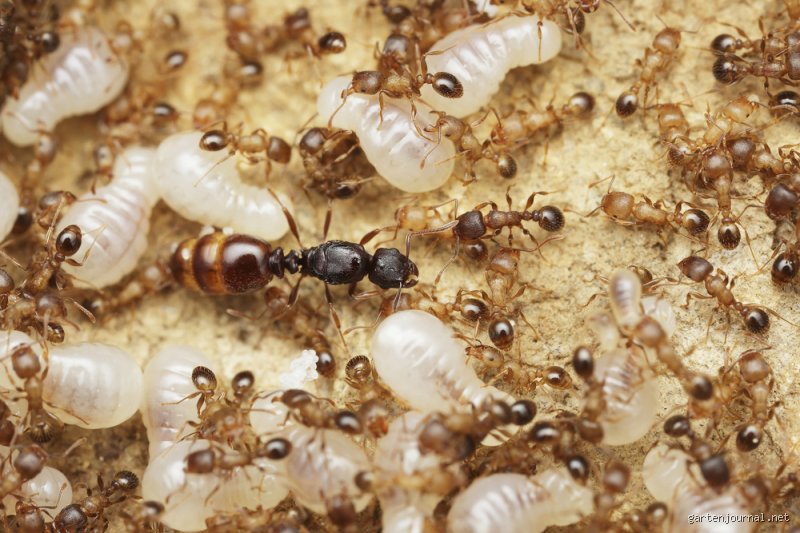 Wann verlässt die Ameisenkönigin das Nest? Die überraschend kurze Antwort auf eine lange Lebensreise