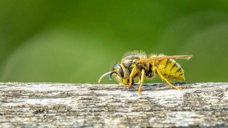 Was für ein Geruch hassen Wespen? – Natürliche Abwehrtipps für Sommerabende