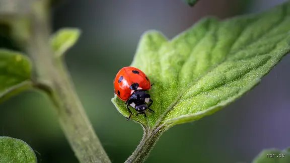 Marienkäfer auf Plattdeutsch: Kennst Du all diese lustigen Namen?