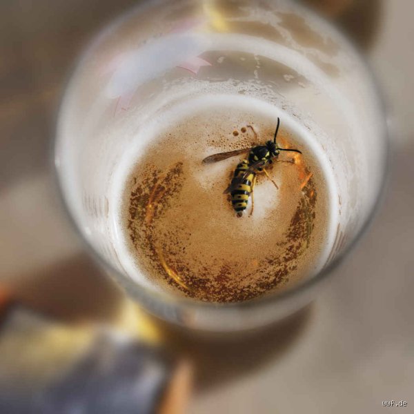 Werden Wespen von Alkohol betrunken?
