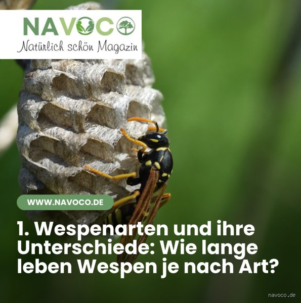 Wie lange kann eine Wespe leben?